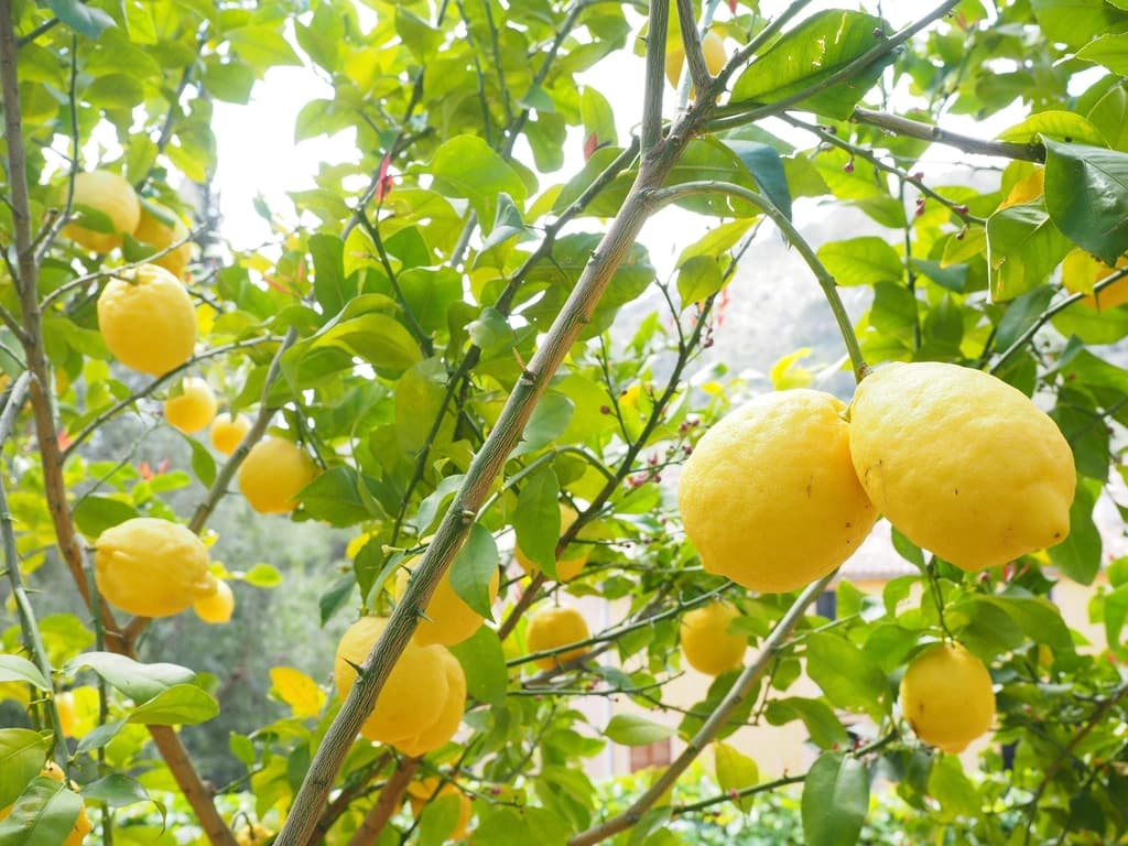 Limon ağacının dallarında olgun sarı limonlar