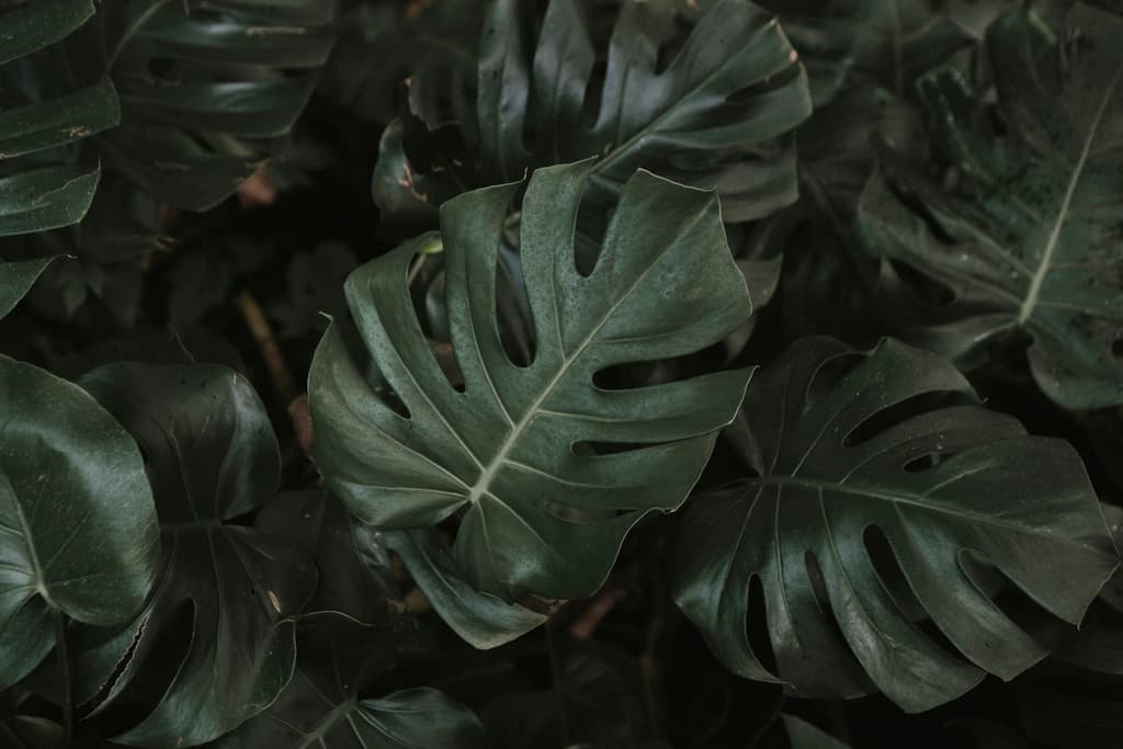 Koyu yeşil, derin yarıklı geniş monstera yaprakları