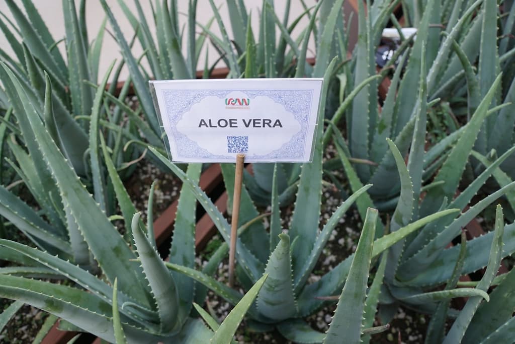 Etiketli tarhta dikenli kenarlı aloe vera yaprakları