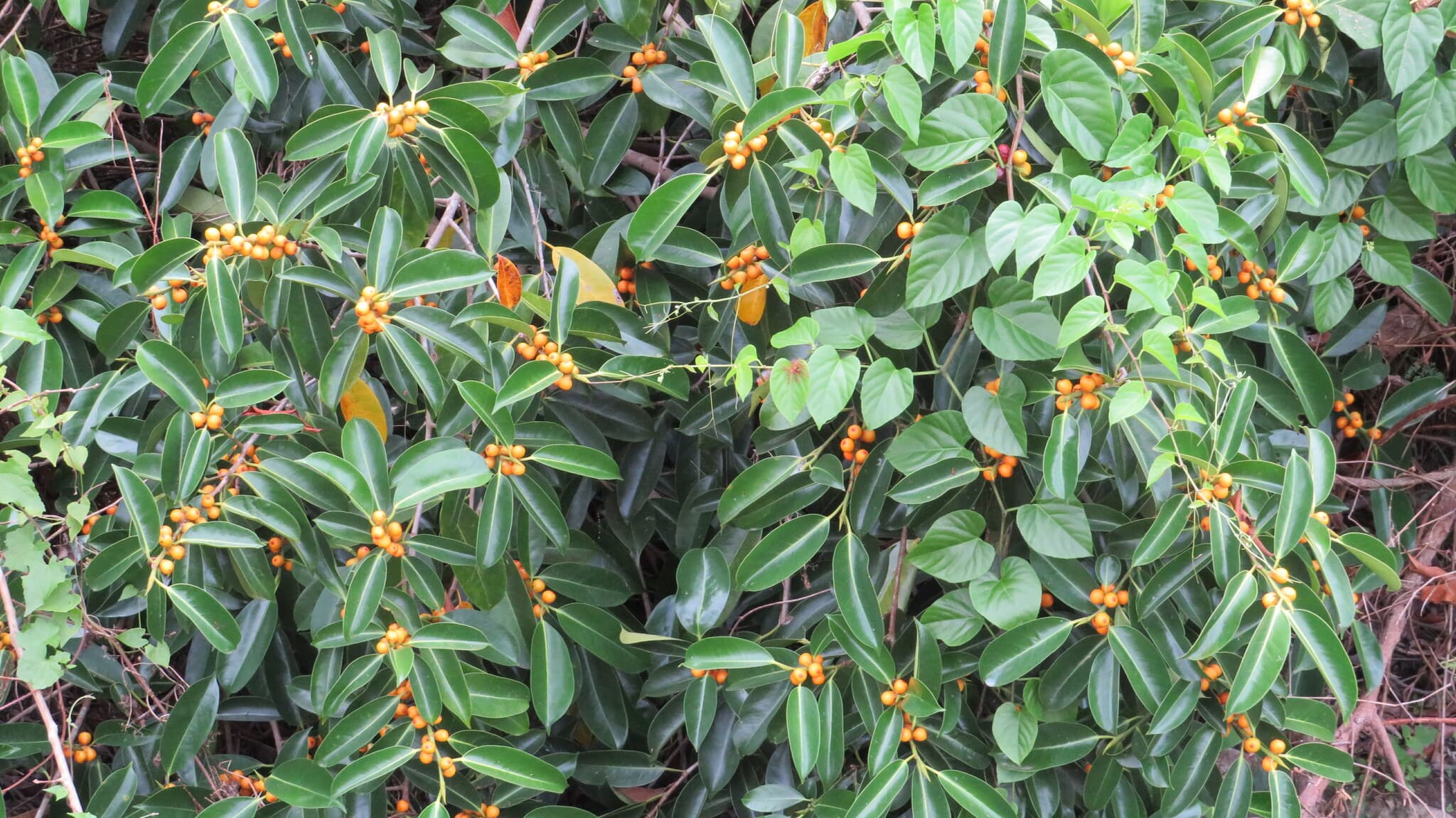 Küçük turuncu meyveli benjamin (Ficus benjamina) yaprakları