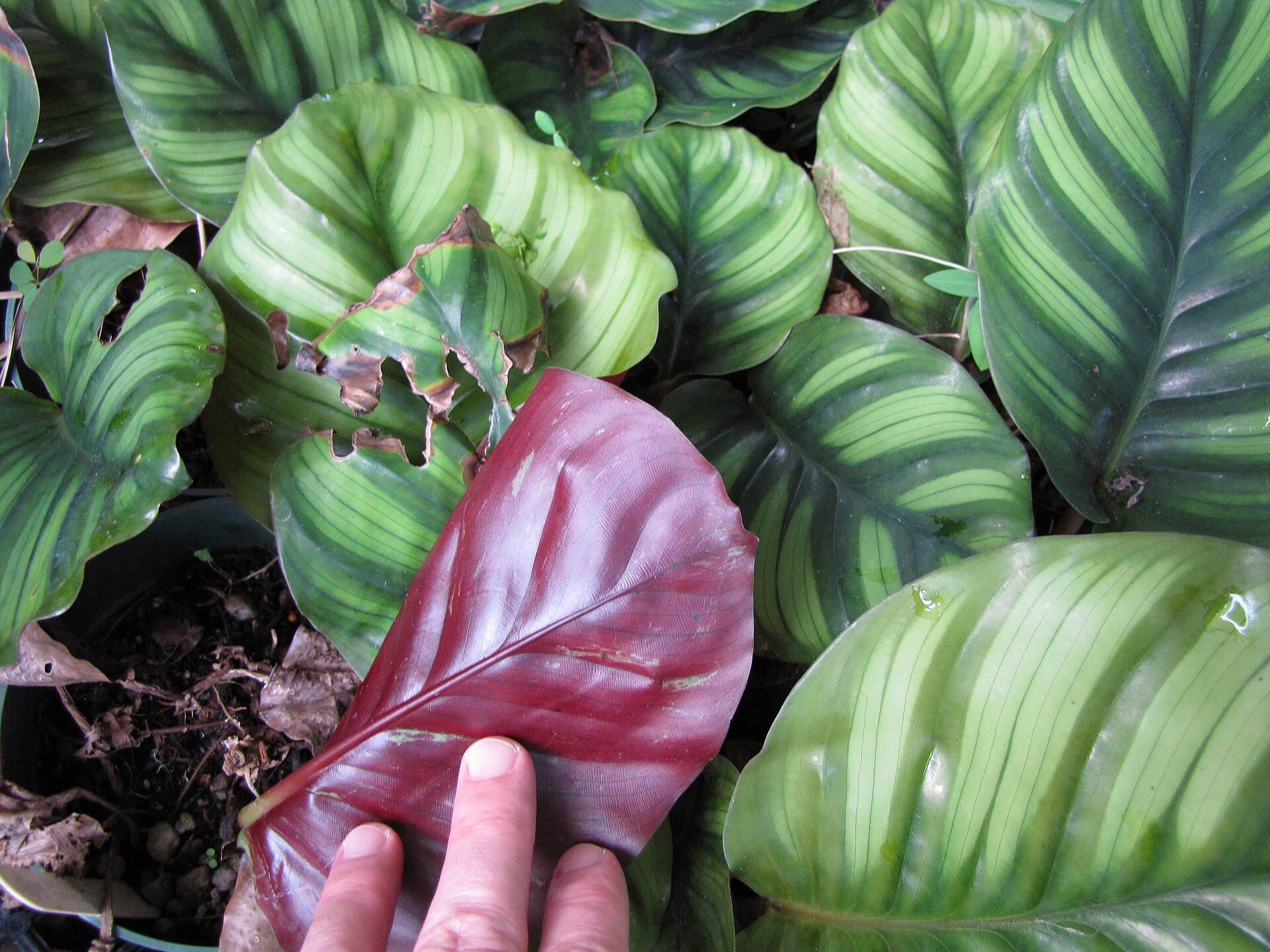 Çizgili yuvarlak calathea yaprakları ve elle tutulan mor alt yüzlü bir yaprak