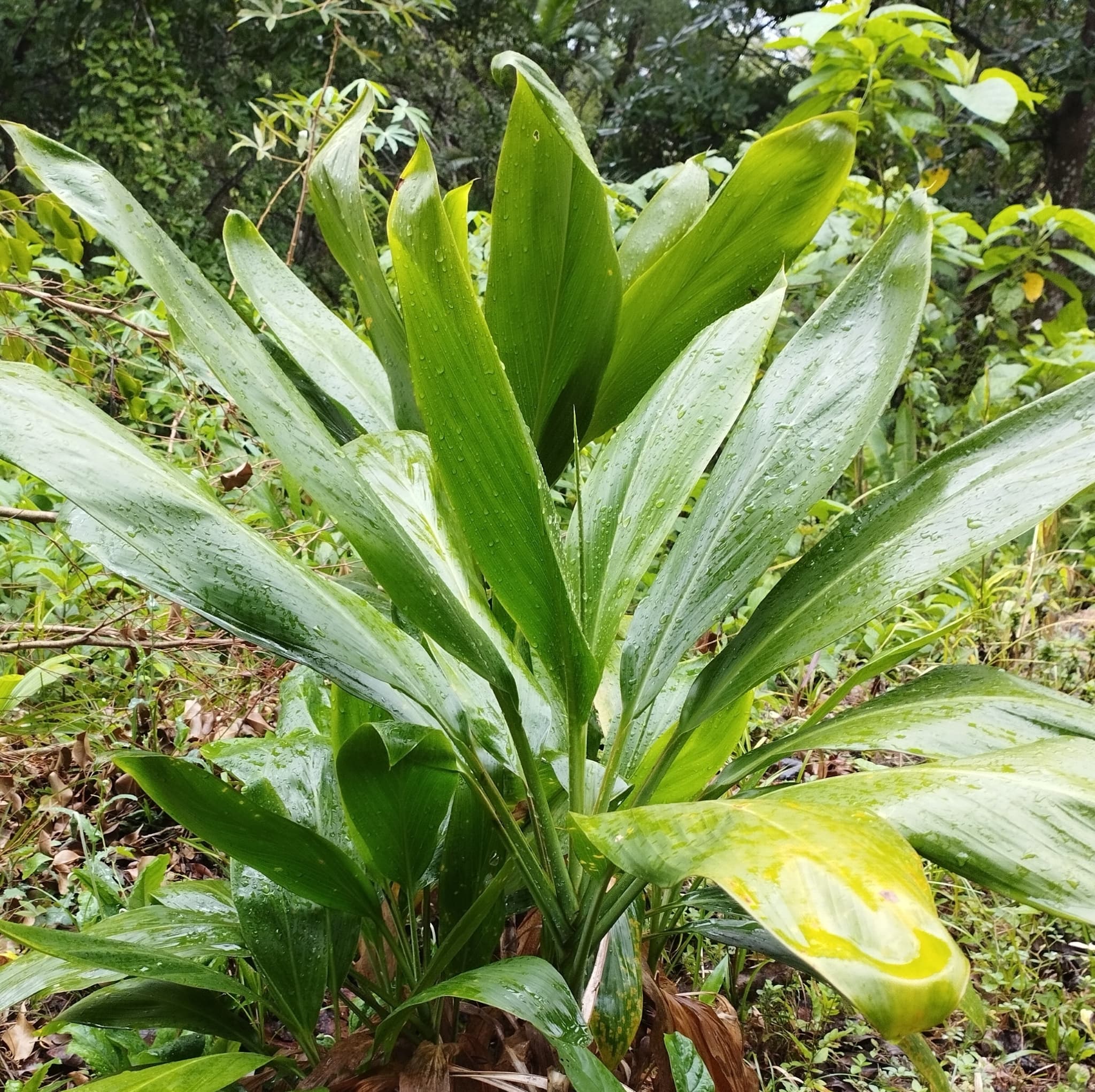 Geniş, uzun yapraklı dracaena bitkisi
