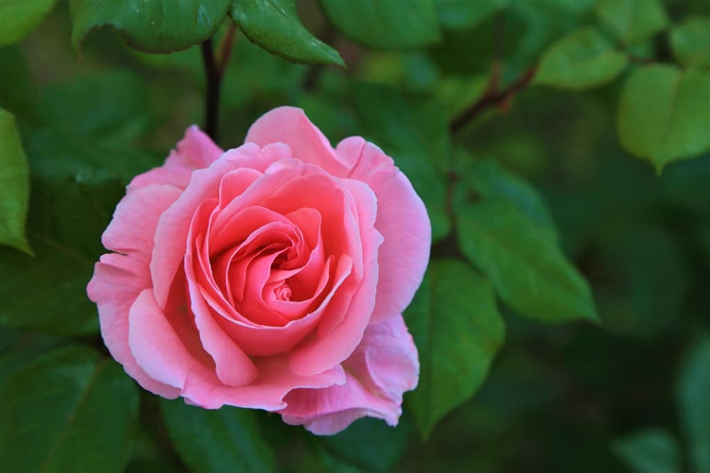 Yeşil yapraklar arasında açmış pembe gül