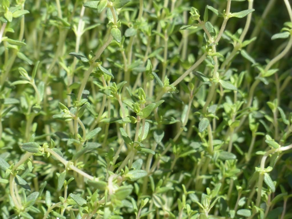 Sık, ince dallı yeşil kekik bitkisi