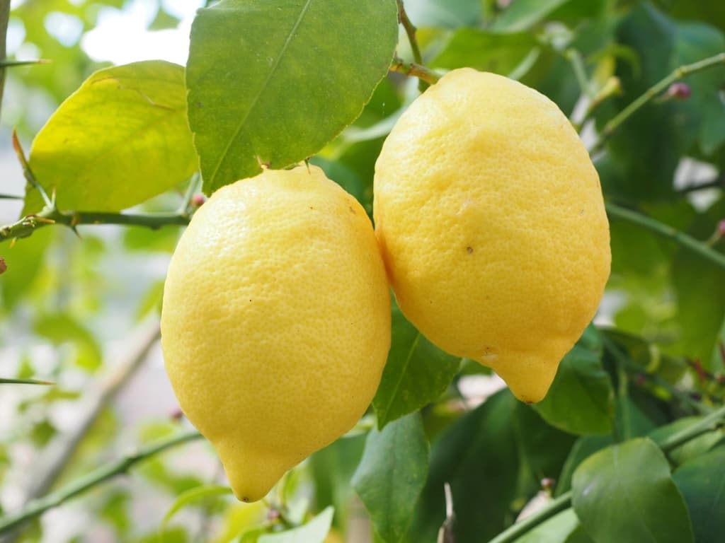 Dalda asılı iki olgun sarı limon