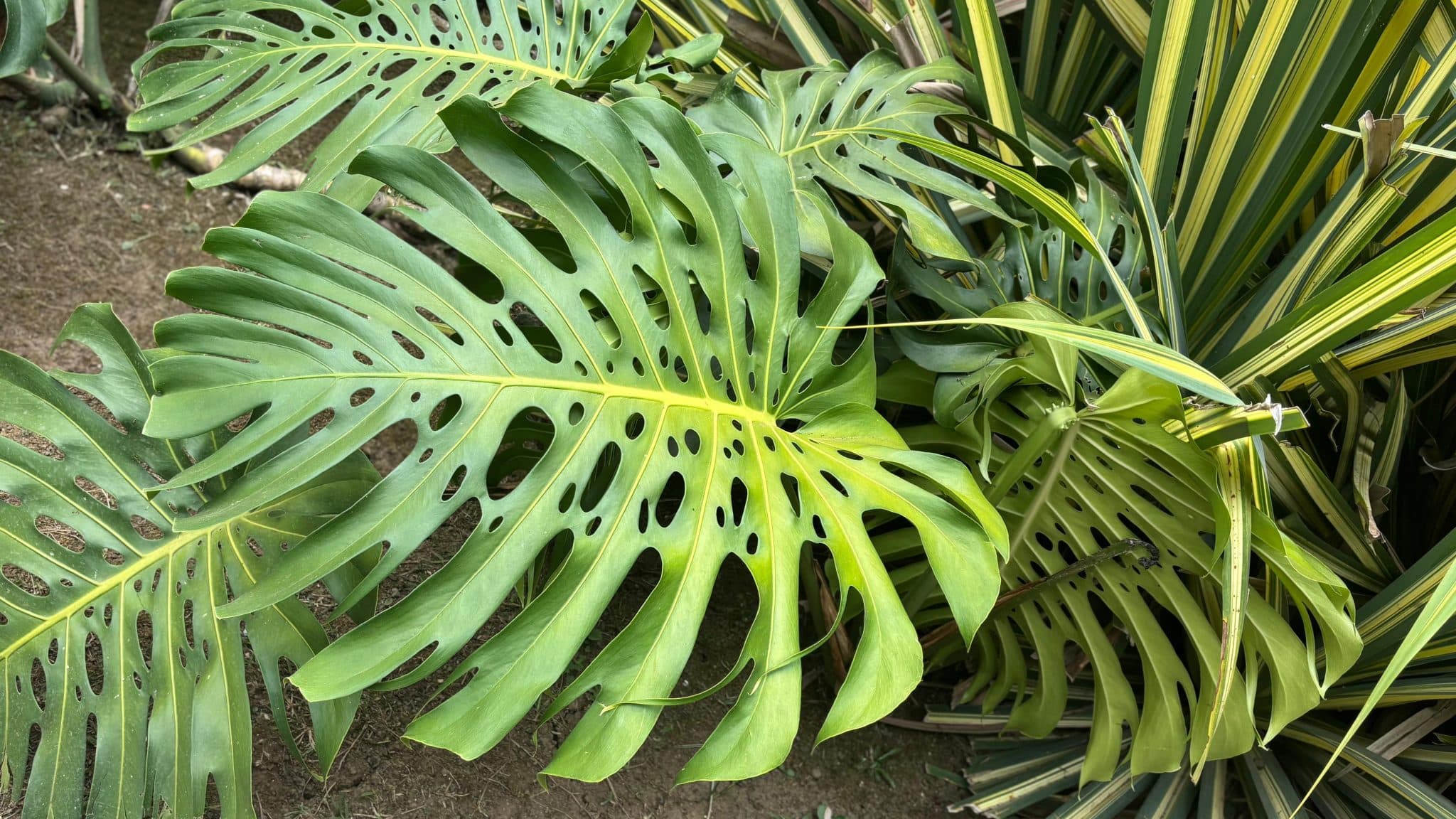 Yarıklı ve delikli büyük monstera yaprakları