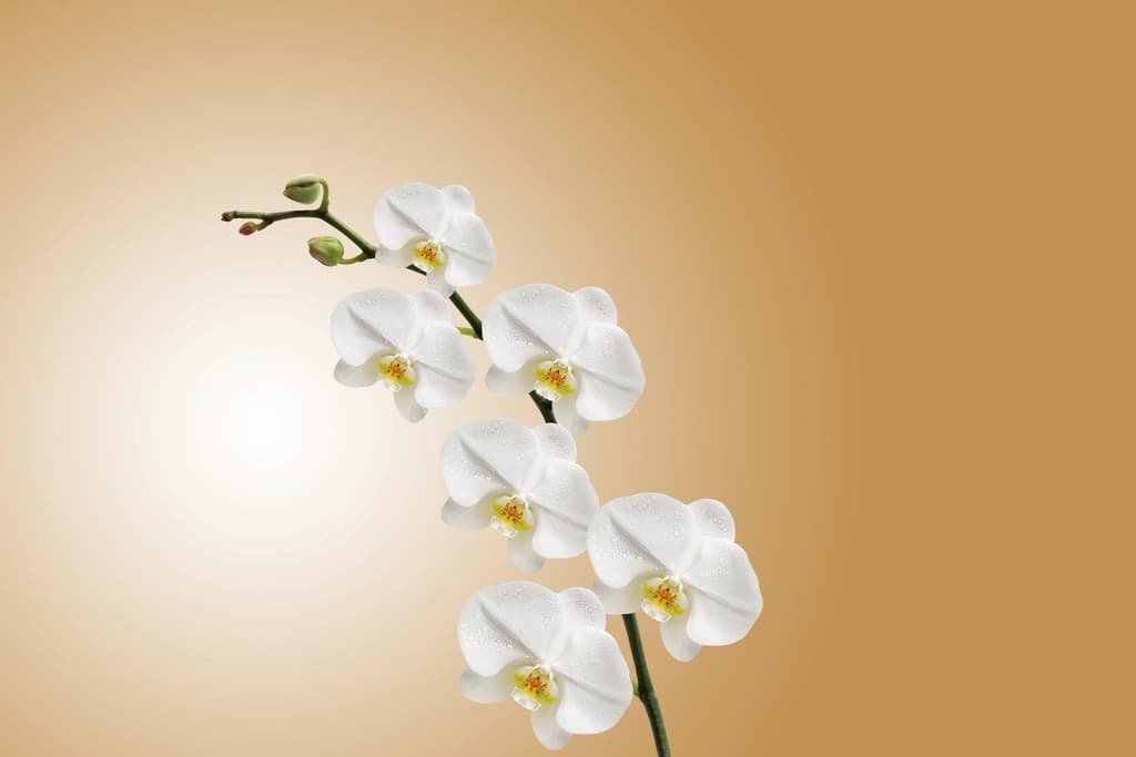 Kıvrık sap üzerinde beyaz orkide (Phalaenopsis) çiçekleri