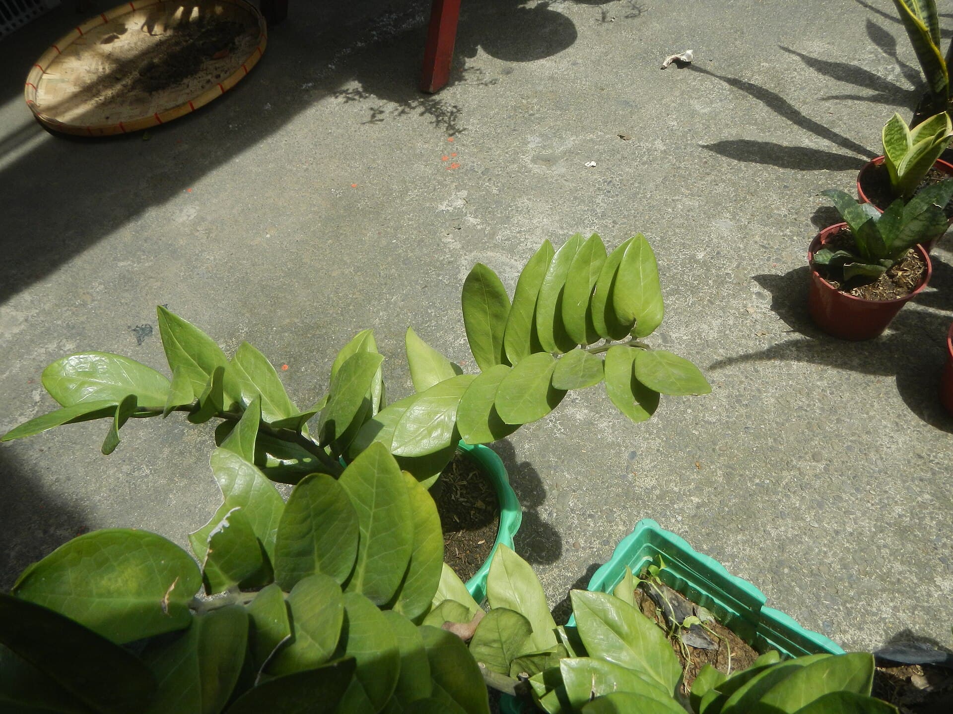 Saksılarda parlak, dolgun yapraklı zamioculcas